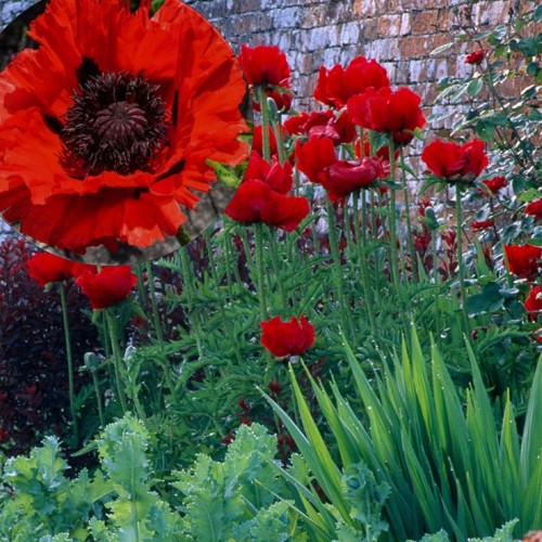 Papaver orientale 'Beauty of Livermere' - Idamagun 'Beauty of Livermere'